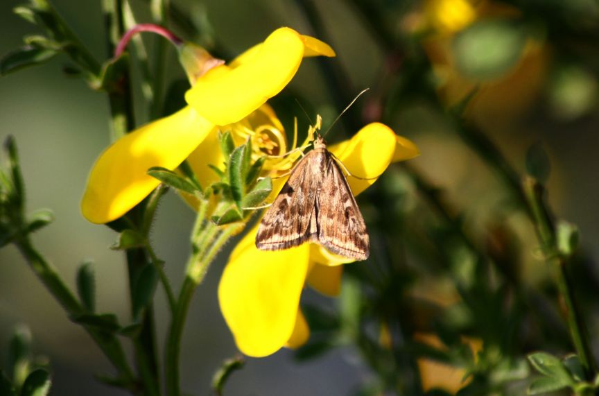 identificazione farfalle parco del ticino